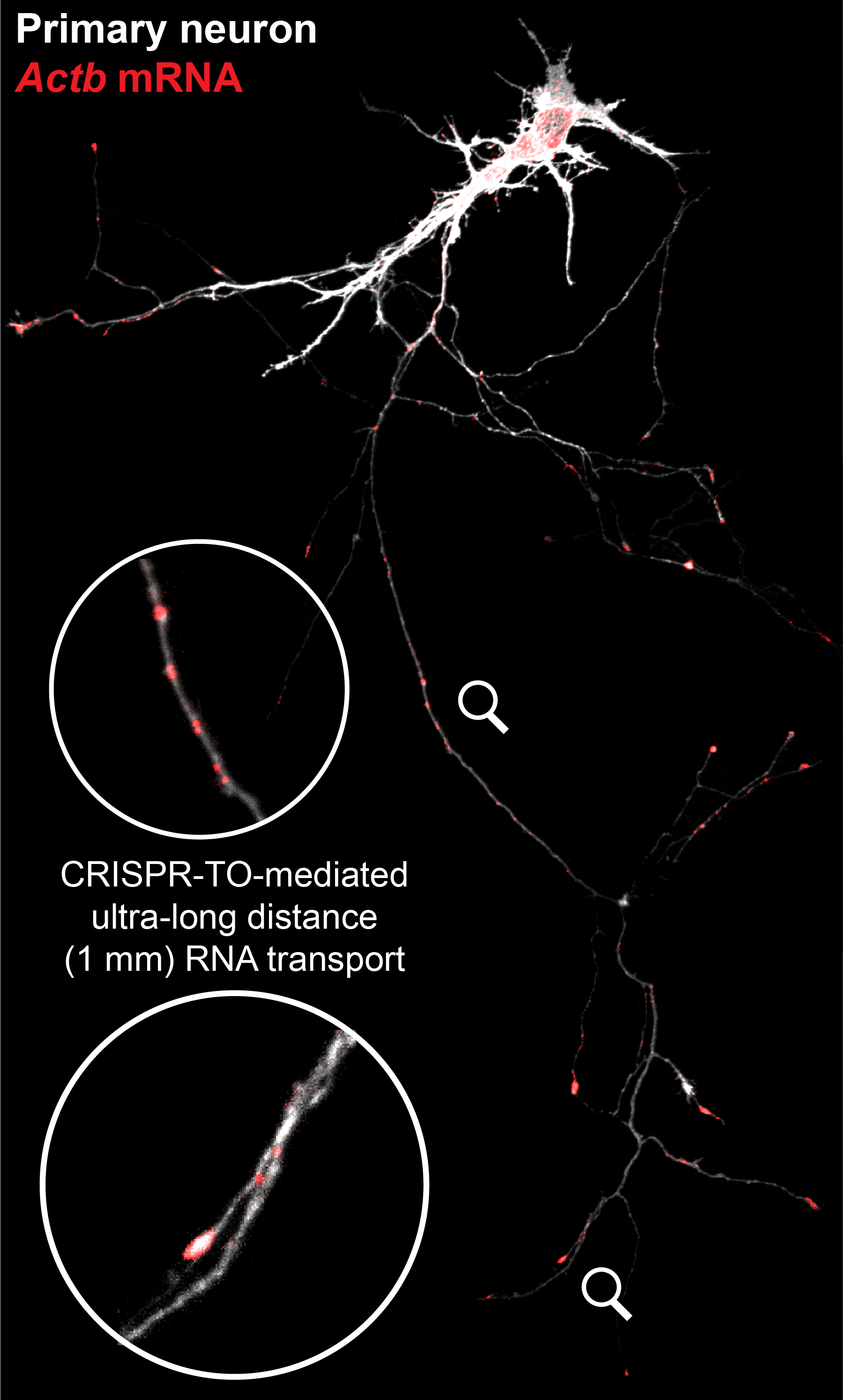 CRISPR-TO-mediated ultra-long distance RNA transport