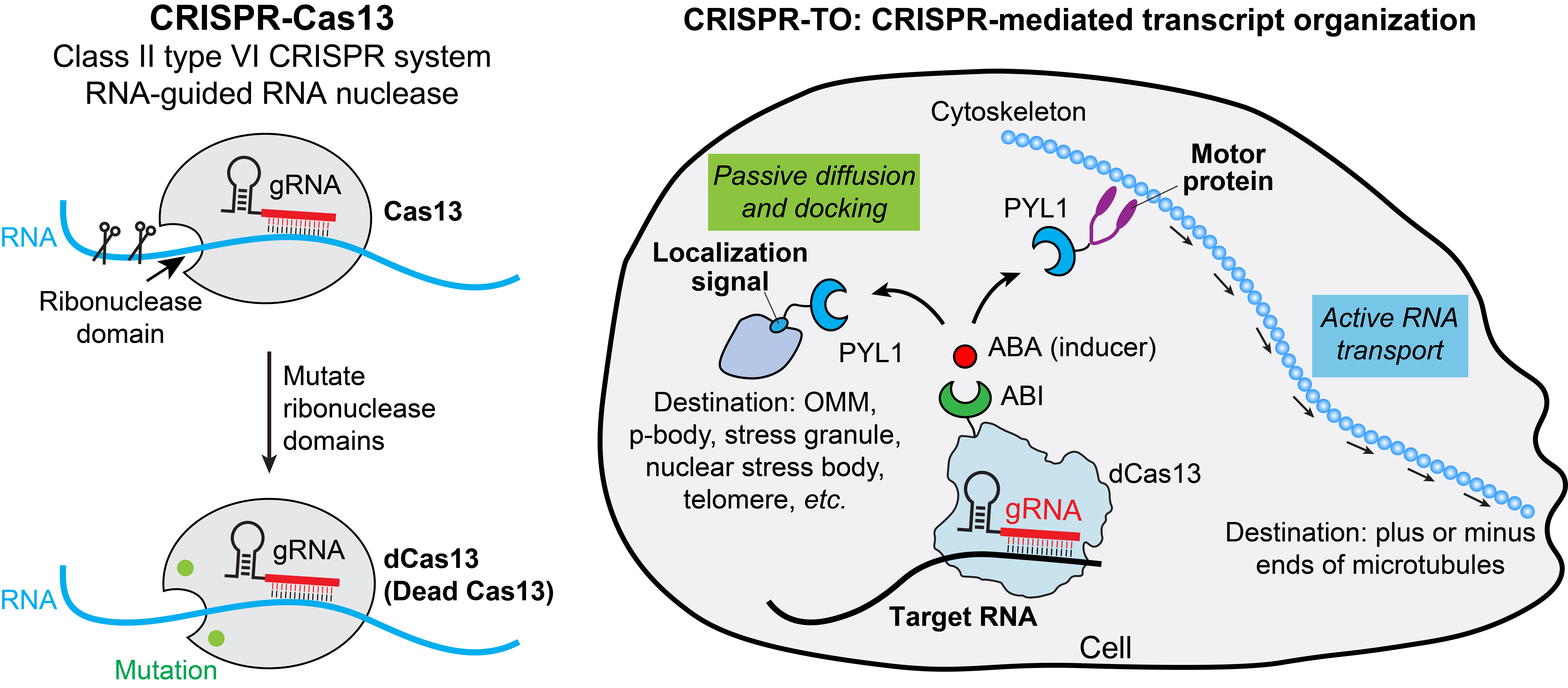 CRISPR-Cas13